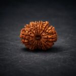 14 Mukhi Rudraksha