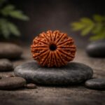 12 Mukhi Rudraksha