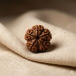 5 Mukhi Rudraksha