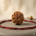 7 Mukhi Rudraksha