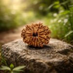 11 Mukhi Rudraksha