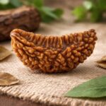 1 Mukhi Rudraksha (South India)