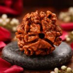 3 Mukhi Rudraksha